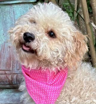 Remarkable RILEY - Pretty Poodle Girl -  Poodle Dog for Adoption - Remarkable RILEY - Pretty Poodle Girl | PetCurious