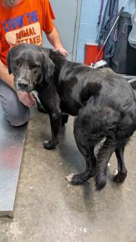 Slim -  Retriever Dog for Adoption in Evansville, Indiana - Slim | PetCurious