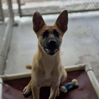 Catahoula Leopard Dog Dogs Available for Adoption in Klein, Texas - Oskar | PetCurious