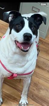 Rescue Labrador Retriever Dogs for Adoption in Towanda, Pennsylvania - Maylie | PetCurious