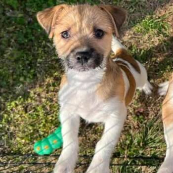 Mixed Breed Dogs Available for Adoption - Flipper | PetCurious