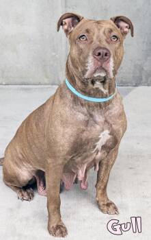 Gull -  Pit Bull Terrier and Mixed Breed Dog for Adoption in Mason, Michigan - Gull | PetCurious