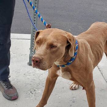 Waffles -  Labrador Retriever and Pit Bull Terrier Dog for Adoption in Hailey, Idaho - Waffles | PetCurious