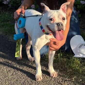 Button D11378 -  Boston Terrier and English Bulldog Dog Available for Adoption - Button D11378 | PetCurious