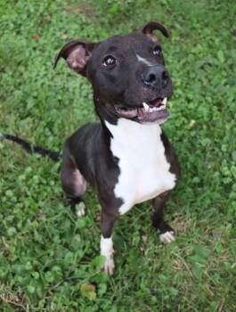 Mixed Breed Dogs Available for Adoption - Chance | PetCurious