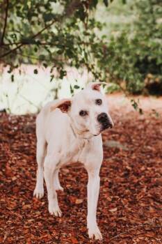 04989B Peaches -  American Bulldog and Mixed Breed Dog Available for Adoption in North Charleston, South Carolina - 04989B Peaches | PetCurious