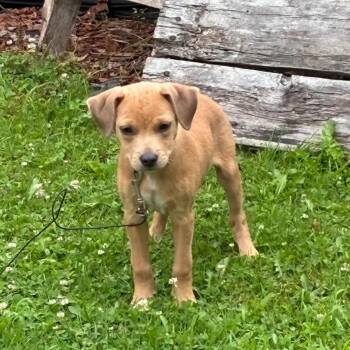 Summer -  Mixed Breed Dog for Adoption in Danville, Vermont - Summer | PetCurious
