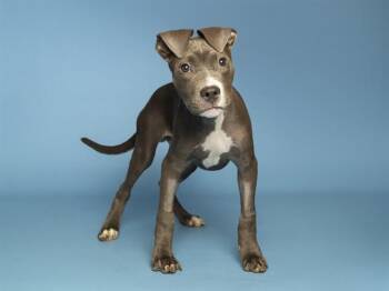 OLIVER -  Pit Bull Terrier Dog for Adoption in Phoenix, Arizona - OLIVER | PetCurious