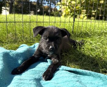 Lucky (Female) Avail 10/29 Halloween Puppies -  Schnauzer and Boxer Dog for Adoption in West Grove, Pennsylvania - Lucky (Female) Avail 10/29 Halloween Puppies | PetCurious