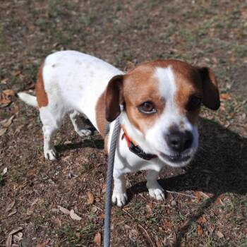 Terrier Dogs Available for Adoption in Corpus Christi, Texas - Bruiser | PetCurious