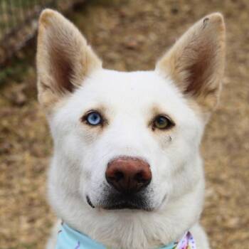 HATCHI -  Husky Dog for Adoption in San Antonio, Texas - HATCHI | PetCurious