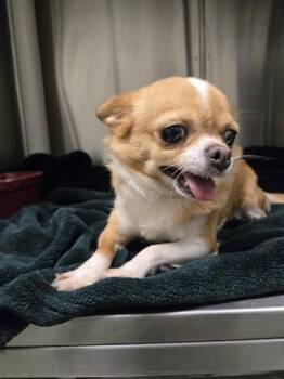 Princess A220407 -  Chihuahua Dog for Adoption in Plano, Texas - Princess A220407 | PetCurious