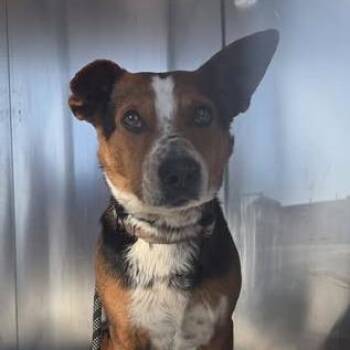 Mixed Breed Dogs Available for Adoption in Bristol, Indiana - Fred | PetCurious