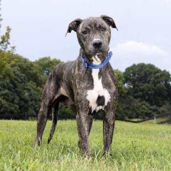 Dino -  Mixed Breed Dog for Adoption in Franklin, Tennessee - Dino | PetCurious