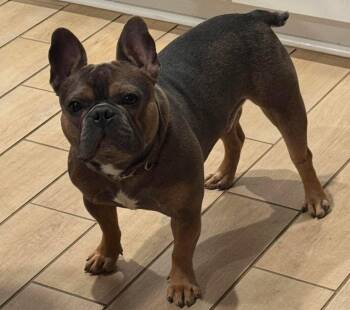 Stitch -  French Bulldog Dog for Adoption in San Tan Valley, Arizona - Stitch | PetCurious