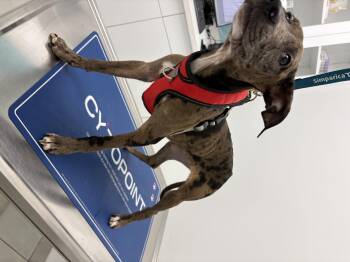 Maple -  American Bully and Catahoula Leopard Dog Dog for Adoption in Clarksburg, Ontario - Maple | PetCurious