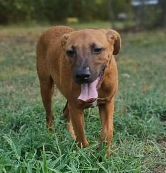 Arin -  Mixed Breed Dog for Adoption in Northwood, New Hampshire - Arin | PetCurious