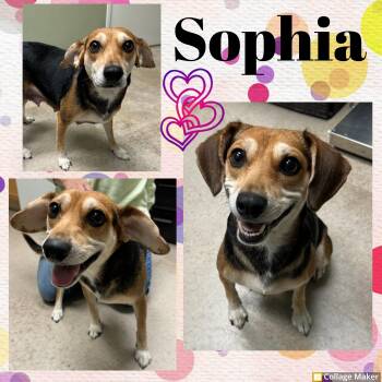 Rescue Beagle Dogs for Adoption in Clearfield, Pennsylvania - Sophia | PetCurious