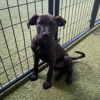 Kast -  Black Labrador Retriever and Pit Bull Terrier Dog for Adoption in Titusville, Florida - Kast | PetCurious