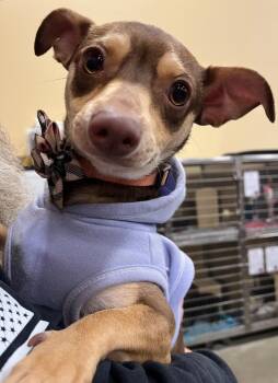Chihuahua Dogs Available for Adoption - Winnie | PetCurious