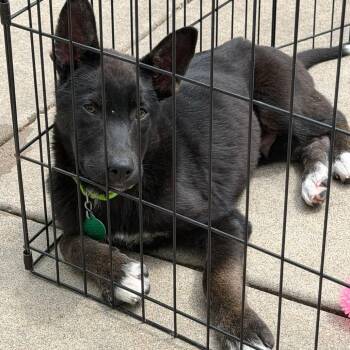 Ferrero -  Mixed Breed Dog for Adoption in Buffalo, Minnesota - Ferrero | PetCurious