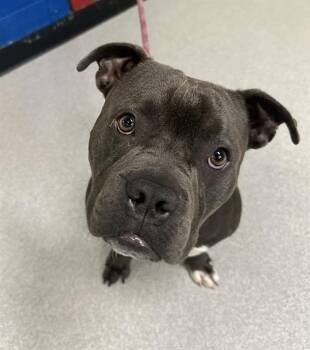 Rescue American Bulldog Dogs for Adoption in Indianapolis, Indiana - PEPPER | PetCurious