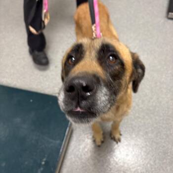 Scooby -  Yellow Labrador Retriever Dog for Adoption in Batavia, Ohio - Scooby | PetCurious