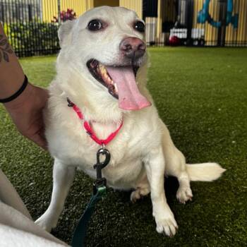 Mixed Breed Dogs Available for Adoption in West Palm Beach, Florida - Hansel | PetCurious