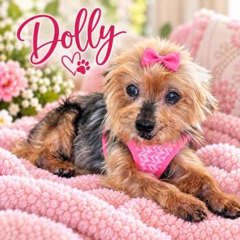 Dolly -  Yorkshire Terrier Dog for Adoption - Dolly | PetCurious
