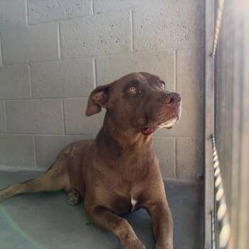 Lincoln -  Chocolate Labrador Retriever and Mixed Breed Dog for Adoption in Yuma, Arizona - Lincoln | PetCurious