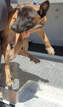 Belgian Shepherd Malinois and Mixed Breed Dogs Available for Adoption in Fort Lauderdale, Florida - STELLA | PetCurious