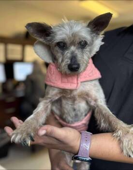 Rescue Yorkshire Terrier Dogs for Adoption in College Station, Texas - Lady Martha May | PetCurious