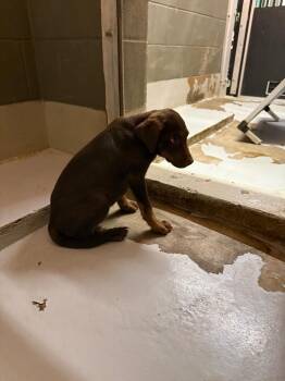 Cinnabar -  Doberman Pinscher and Mixed Breed Dog for Adoption in Rockport, Texas - Cinnabar | PetCurious