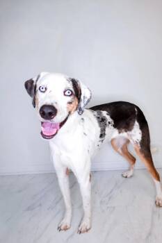 Lucky Charm -  Catahoula Leopard Dog Dog for Adoption in Bixby, Oklahoma - Lucky Charm | PetCurious