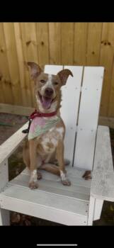 Rescue Ibizan Hound and Australian Shepherd Dogs for Adoption in Houston, Texas - Callie | PetCurious