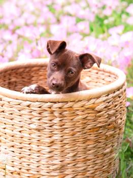 Chihuahua Dogs Available for Adoption in Palo Alto, California - Blackjack | PetCurious