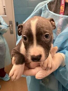 Belle -  Mixed Breed Dog for Adoption in Wichita, Kansas - Belle | PetCurious