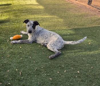 Rescue Australian Cattle Dog Blue Heeler and Cattle Dog Dogs for Adoption in Apache Junction, Arizona - DZ | PetCurious