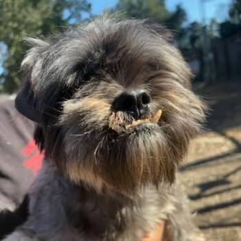Rescue Schnauzer Dogs for Adoption in Sonoma, California - PoinDexter | PetCurious