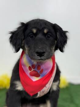 Hovawart and Labrador Retriever Dogs Available for Adoption in Carlsbad, California - Georgia | PetCurious