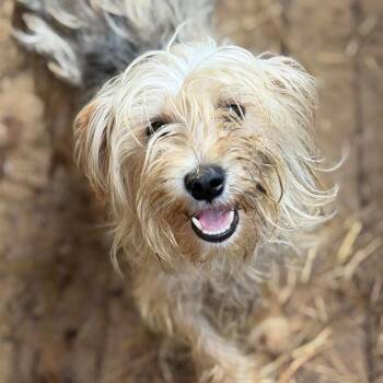Ginger -  Yorkshire Terrier Dog for Adoption in Washington, District Of Columbia - Ginger | PetCurious