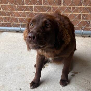 Rolo -  Terrier Dog for Adoption in Birmingham, Alabama - Rolo | PetCurious