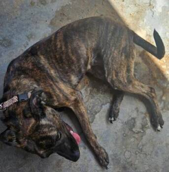 Terrier and Mixed Breed Dogs Available for Adoption in El Paso, Texas - Carla | PetCurious