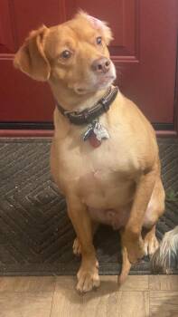 Peanut- big hearted boy -  Vizsla Dog for Adoption in Ocean Township, New Jersey - Peanut- Big Hearted Boy | PetCurious