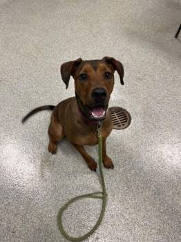 Pit Bull Terrier Dogs Available for Adoption - Luna | PetCurious