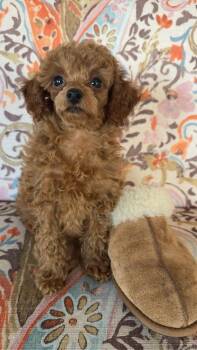 Poodle Dogs Available for Adoption - Delilah | PetCurious