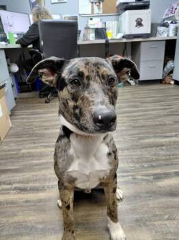 Silas -  Hound and Mixed Breed Dog for Adoption in Conway, Arkansas - Silas | PetCurious