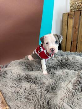 Pit Bull Terrier and American Bulldog Dogs Available for Adoption - Paw-Zookie | PetCurious