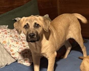 Mountain Cur Dogs Available for Adoption in Washington, District Of Columbia - Pup Simba | PetCurious