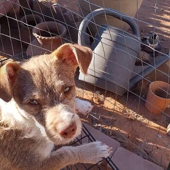 Esmeralda -  Chiweenie Dog Available for Adoption in El Paso, Texas - Esmeralda | PetCurious